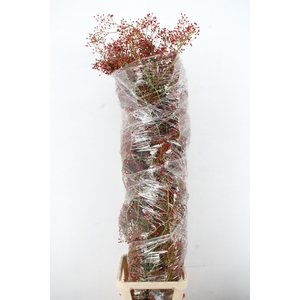 ROSA F AUTUMN SPIRIT 160CM
