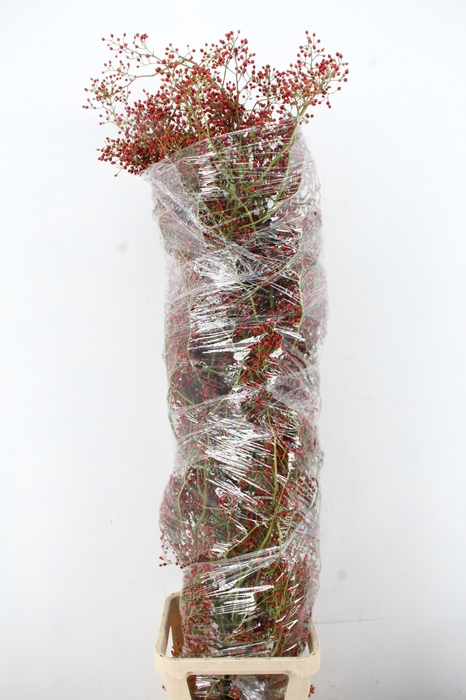 <h4>ROSA F AUTUMN SPIRIT</h4>