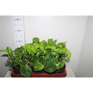 Epipr Global Green