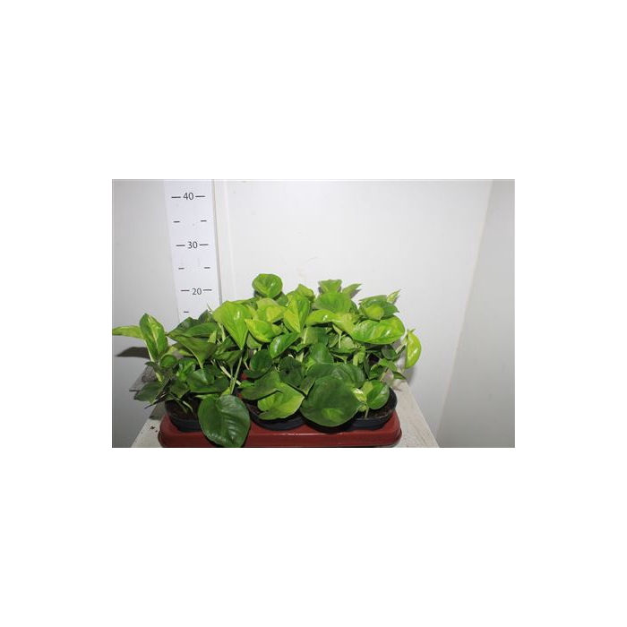 <h4>Epipr Global Green</h4>