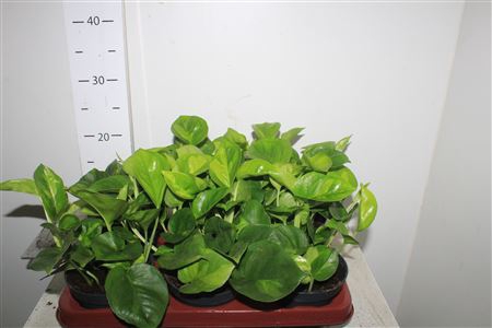 Epipr Global Green