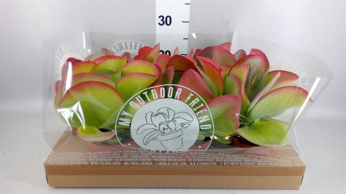 <h4>Kalanchoe NF thyrsiflora</h4>