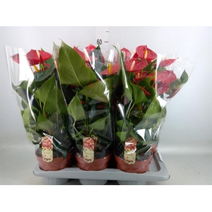 Anthurium andr. 'Tremendo'