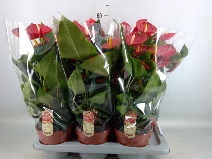 <h4>Anthurium andr. 'Tremendo'</h4>