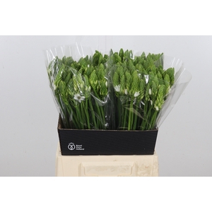 Ornithogalum T Mount Fuji