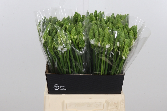 <h4>Ornithogalum T Mount Fuji</h4>