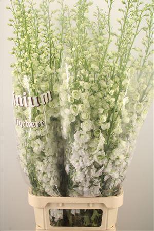 <h4>Delph El Dewi Impressive White</h4>
