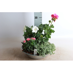 ARR TUINPLANTEN