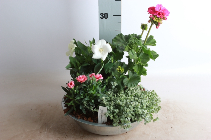 <h4>ARR TUINPLANTEN</h4>