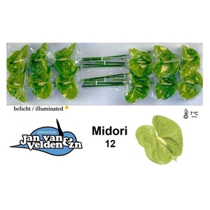 ANTH MIDORI MIDORI 12