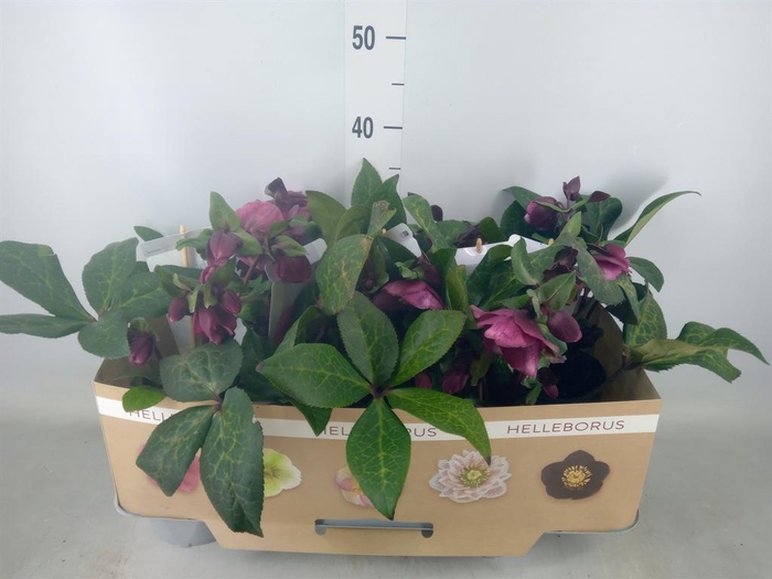 <h4>Helleborus  'Fkiss Charmer'</h4>