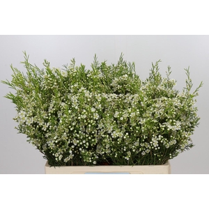 Chamelaucium Ofir
