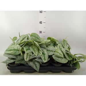 Scindapsus pictus 'Trebie'