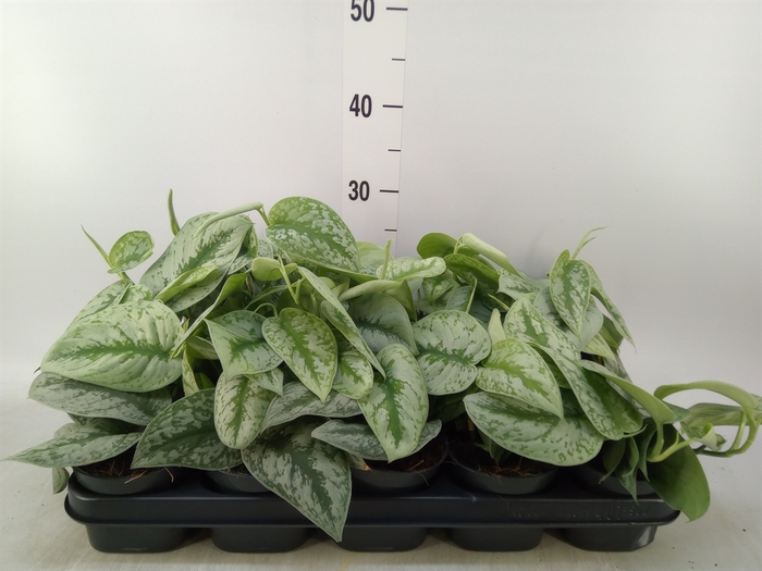 <h4>Scindapsus pictus 'Trebie'</h4>