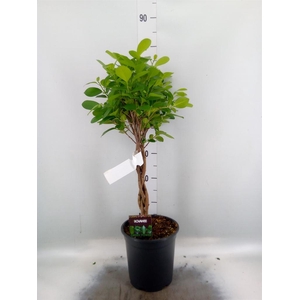 Ficus microcarpa 'Moclame'