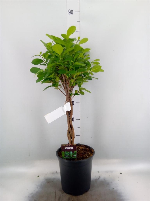 <h4>Ficus microcarpa 'Moclame'</h4>