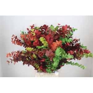 Euca Cinerea Harelquino Mix 200gr P Bunch