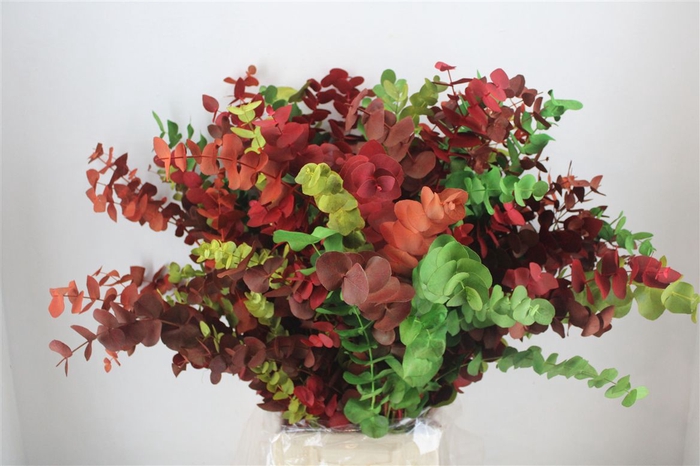 <h4>Euca Cinerea Harelquino Mix 200gr P Bunch</h4>