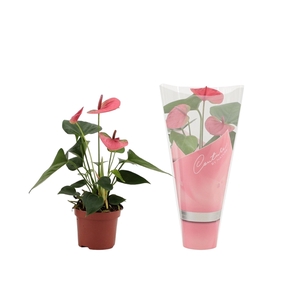 Anthurium Sweet Dream in Couture sleeve