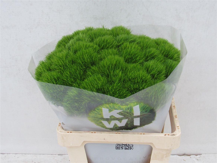 <h4>Di Barb Kiwi Mellow</h4>