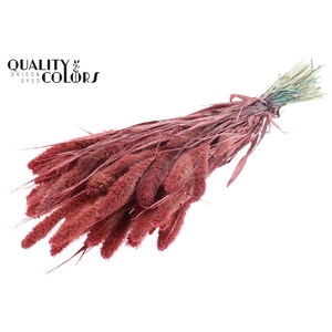 Setaria per bunch Pearl Coral