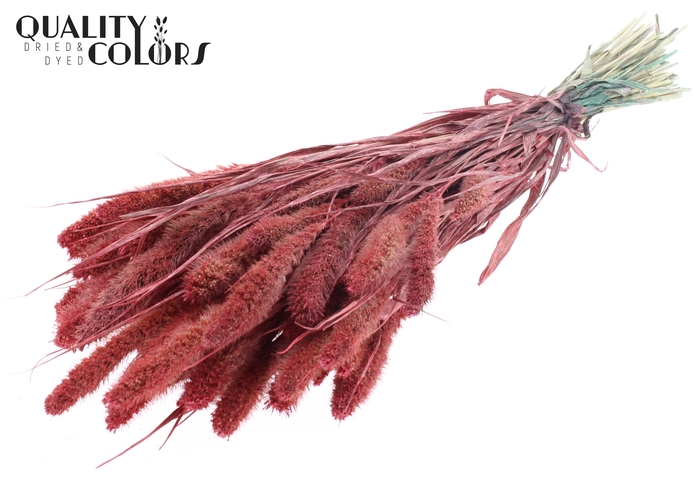 <h4>Setaria per bunch Pearl Coral</h4>
