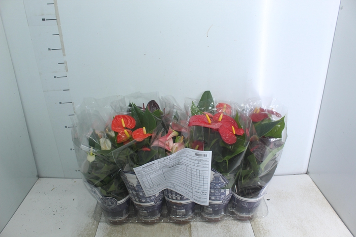 ANTHURIUM VARIADO P12