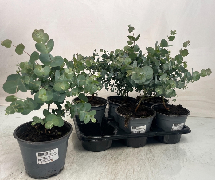 <h4>EUCAL GUNNII</h4>