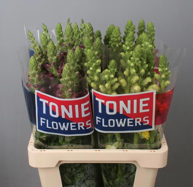 <h4>ANTIR GEM IN FUST</h4>