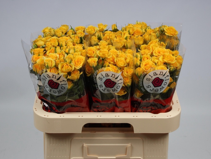 <h4>R TR YELLOW BABE</h4>