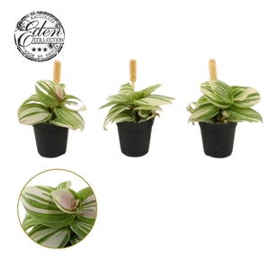 Tradescantia Brightness 5,5cm