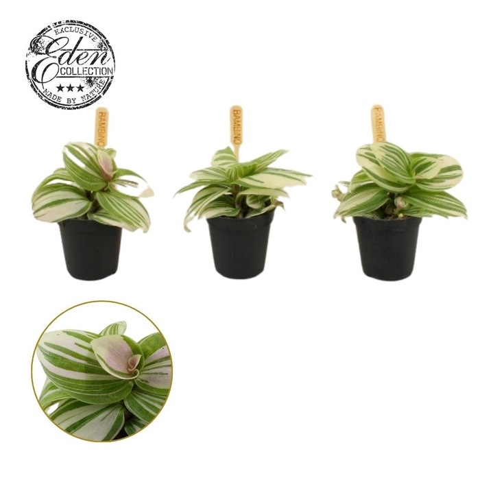 <h4>Tradescantia Brightness 5,5cm</h4>