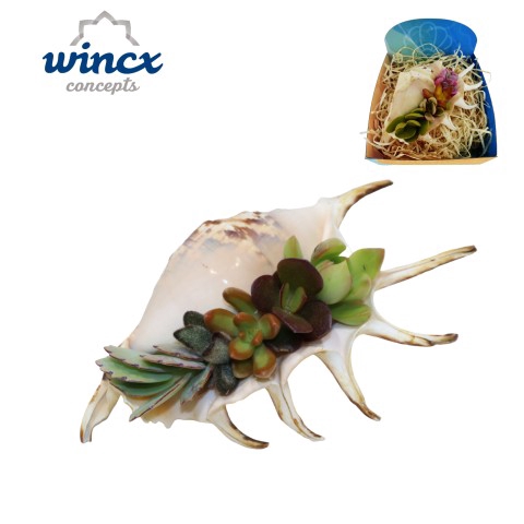 Concepts® - Uniqueshells 'lambis' (xl) Concepts®