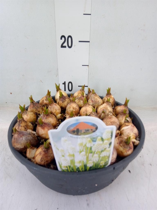 <h4>Muscari   ...</h4>