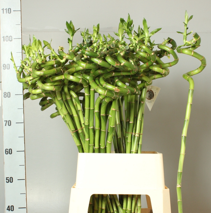 <h4>DRAC LUCKY BAMBOO</h4>