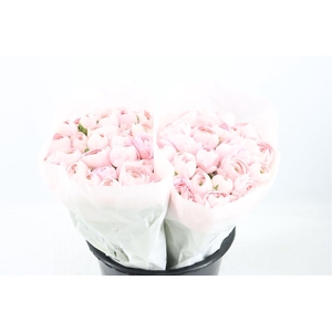 Ran Cloni Ex Lady Hanoi Pink