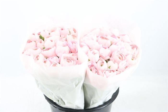 <h4>Ran Cloni Ex Lady Hanoi Pink</h4>