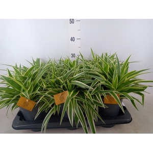 Chlorophytum com. 'Ocean'