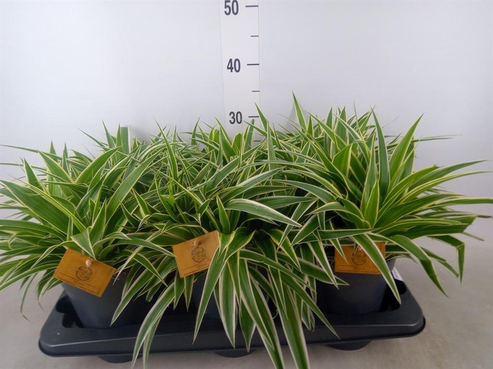 <h4>Chlorophytum com. 'Ocean'</h4>