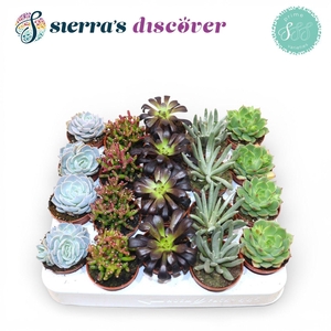 Discover® - Valencia Succulent MIx (Prime)