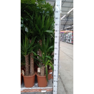 Yucca elephantipes   ...