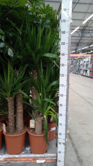 <h4>Yucca elephantipes ...</h4>