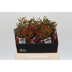 ROSA AUT ROSEFRUITS