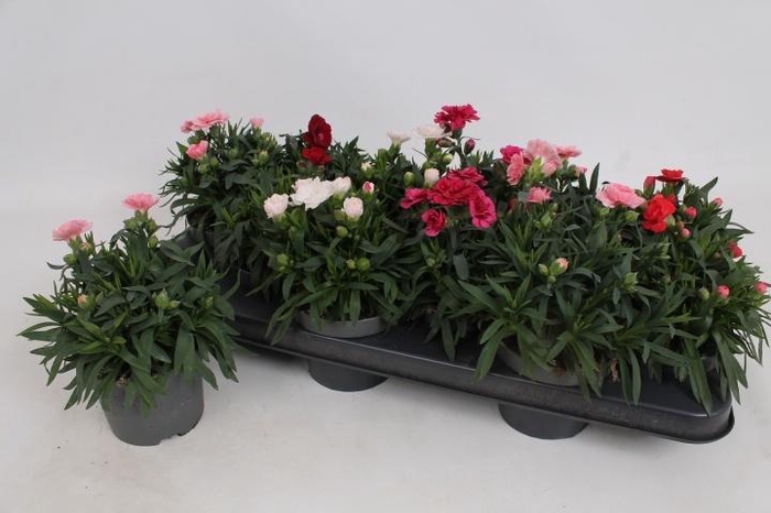 <h4>DIAN OSC GEM</h4>