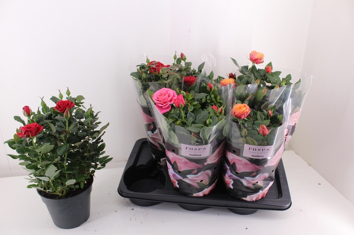 <h4>RO PALACE GEM 3 SRT</h4>