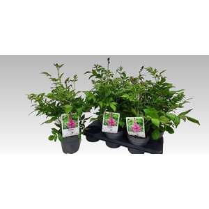 ASTILBE J PEACH BLOS
