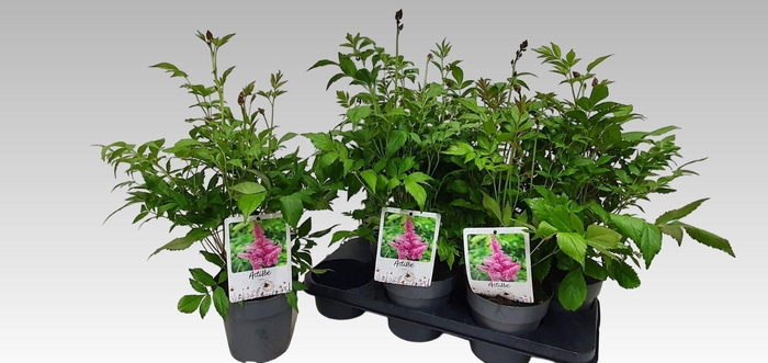 <h4>ASTILBE J PEACH BLOS</h4>