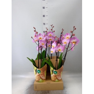 Phalaenopsis   ...rose