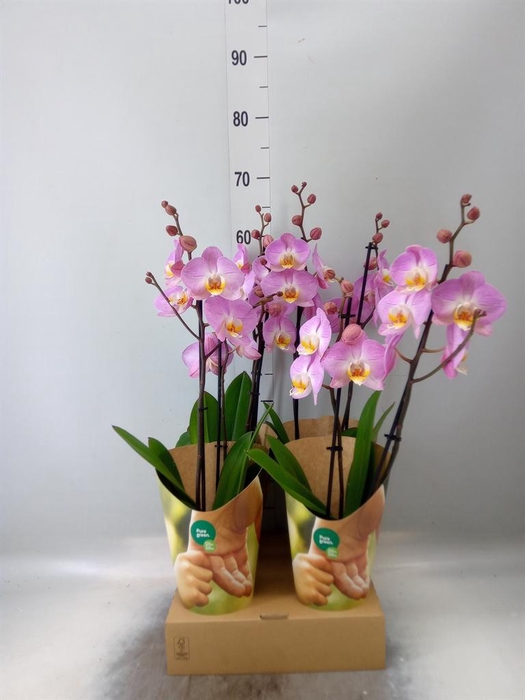 <h4>Phalaenopsis   ...rose</h4>