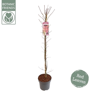 Acer palm. 'Skeeter's Broom' zuil